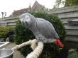 Talking African Grey Parrots
